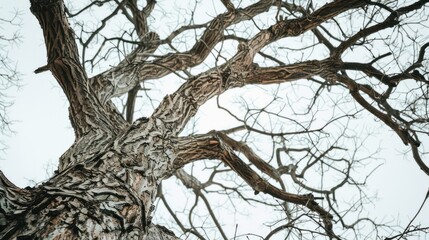 Fototapeta premium Bare tree with textured bark against white sky.