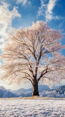 Fototapeta premium A magnificent and beautiful cherry blossom tree standing alone, with a beautiful view of the winter season