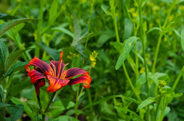 Obraz premium red flower in the garden