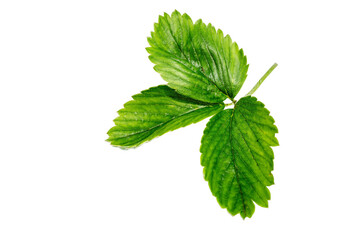 strawberry leaves isolated on transparent background
