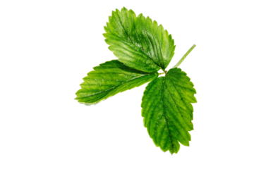 strawberry leaves isolated on transparent background