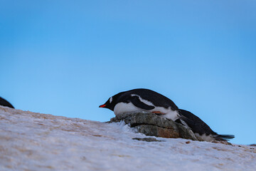 Gentoo penguin in Antarctica. Wild nature. Snow. South Pole.