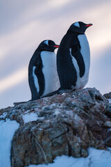 Group of Gentoo penguins in Antarctica. Wildlife. Nature. © Oleksandr Matsibura