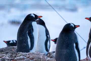 Obraz premium Group of Gentoo penguins in Antarctica. Wildlife. Nature.