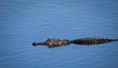 Fototapeta premium Alligator in the Myakka River in Myakka River State Park in Sarasota Florida USA