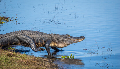 Alligator in the Myakka River in Myakka River State Park in Sarasota Florida USA