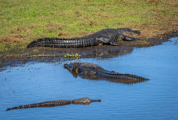 Alligators in the Myakka River in Myakka River State Park in Sarasota Florida USA