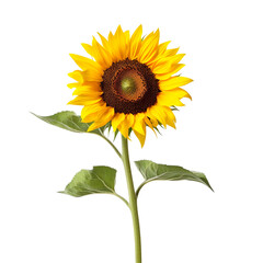 Obraz premium Sunflower on transparent background