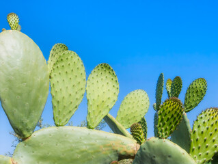 Close-up of prickly pear cactus (Opuntia ficus-indica) pads with a clear blue sky in the...