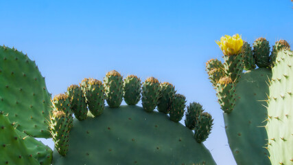 Prickly pear cactus in bloom (Opuntia ficus-indica) pads with a clear blue sky in the background, spiny green texture. Sicily, Italy.