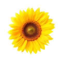 Sunflower on transparent background
