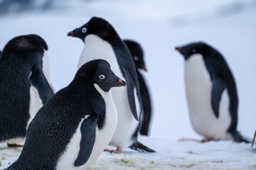 Group of adelie penguins (Pygoscelis adeliae) in Antarctica Berthelot`s island. Wild nature.