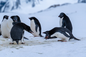 Obraz premium Group of adelie penguins (Pygoscelis adeliae) in Antarctica Berthelot`s island. Wild nature.