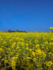 Obraz premium Mustard plants, from this seeds we will get mastered oil 