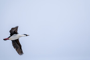 Antarctic shag (Leucocarbo bransfieldensis) flying in the sky. Antarctica.