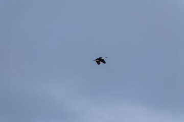 Antarctic shag (Leucocarbo bransfieldensis) flying in the sky. Antarctica.