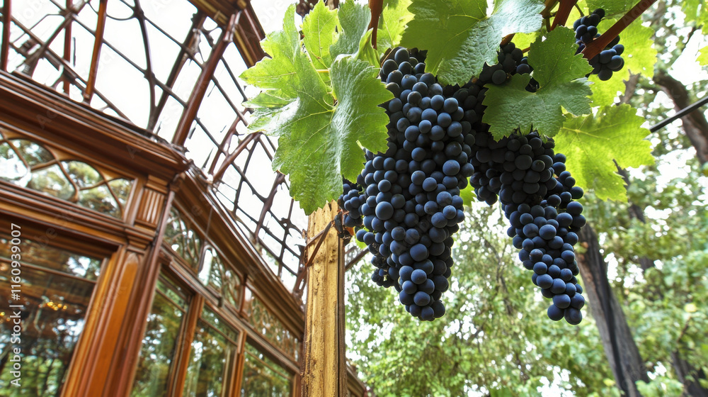 Aufkleber grape, a vibrant image of a single grape vine with clusters of grapes hanging, set against a blurred