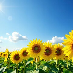 Fototapeta premium Field of tall sunflowers in full bloom with bright yellow petals, blooming flowers, sunflowers, landscape
