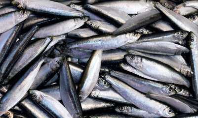 Fototapeta premium Traditional sardine fish food – seafood display of many freshly caught fish at market fishmonger. When cooked, sardines have many nutritional benefits such a good source of omega 3 and vitamin D.