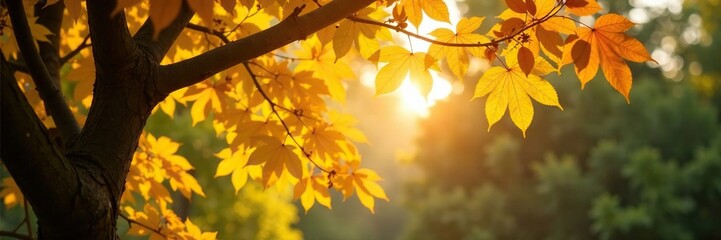 Dappled sunlight filters through golden leaves, deciduous tree, foliage