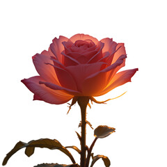 Pink rose blooming in a garden with soft petals and natural beauty