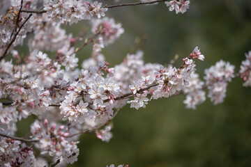 満開の桜の枝とぼやけた背景の春の情景