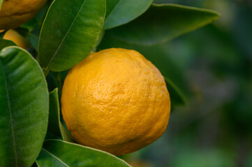 Fresh citrus fruit growing on tree branches under natural light in a vibrant garden setting