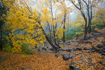 Early Winter Scenery at the North Foot of Wanshou Mountain in Summer Palace