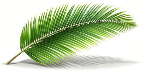Obraz premium A single palm frond with long, narrow leaves extends gracefully towards the right, casting a delicate shadow on a white background.