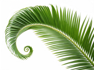 Palm Leaf Spiral Natures Fibonacci Sequence in Green