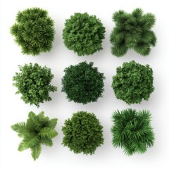 Top View of Various Green Bushes and Plants Isolated on White Background