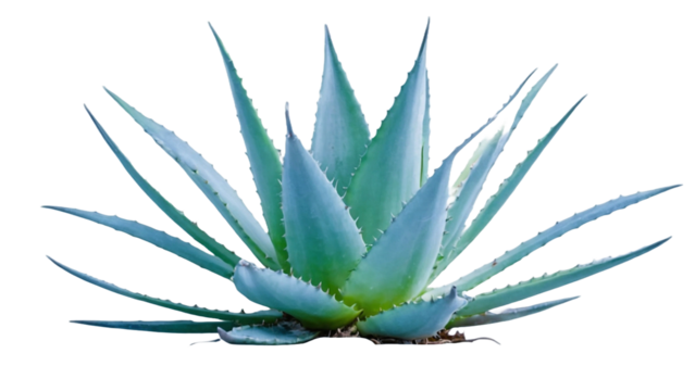 green agave, aloe vera plant on white or transparent background