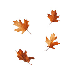 Artificial Maple Leaves Stems isolated on white and transparent background. PNG cutout. artificial maple leaves png, maple leaves transparent background, maple leaf cutout, isolated maple leaves,