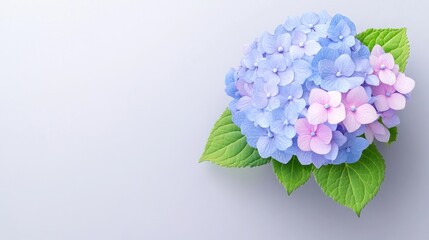 A delicate arrangement of blue and pink hydrangea flowers.