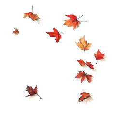 Artificial Maple Leaves Stems isolated on white and transparent background. PNG cutout. artificial maple leaves png, maple leaves transparent background, maple leaf cutout, isolated maple leaves,