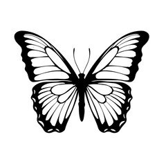 black and white butterfly
