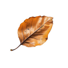 Artificial Maple Leaves Stems isolated on white and transparent background. PNG cutout. artificial maple leaves png, maple leaves transparent background, maple leaf cutout, isolated maple leaves,