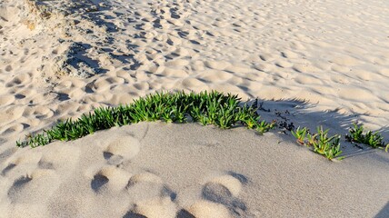 a beautiful view of a green and white sand with a large green grass