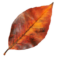 Artificial Maple Leaves Stems isolated on white and transparent background. PNG cutout. artificial maple leaves png, maple leaves transparent background, maple leaf cutout, isolated maple leaves,