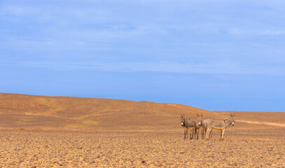 Donkeys resting somewhere along a track in the Sahara Desert in Morocco