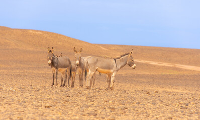 Donkeys resting somewhere along a track in the Sahara Desert in Morocco