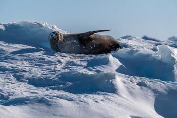 Fur seal lying on the snow. Antarctica.