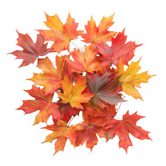 Artificial Maple Leaves Stems isolated on white and transparent background. PNG cutout. artificial maple leaves png, maple leaves transparent background, maple leaf cutout, isolated maple leaves,