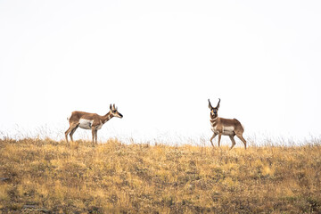 A pair of pronghorns standing in grasslands on a hillside