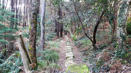 beautiful autumn landscape of the forest