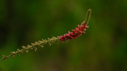 Flowers of Indigofera hirsuta or hairy indigo is a species of flowering plant in the Fabaceae...