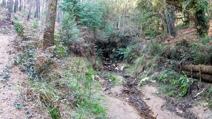 a beautiful shot of forest in the park