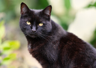 Portrait of a black cat sitting in a garden