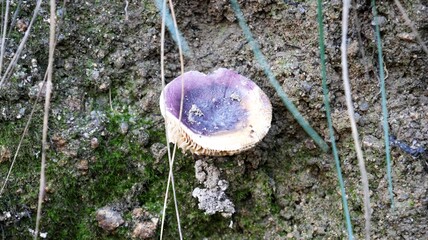 a closeup of a small brown and white mushrooms growing on a tree trunk