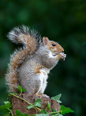 Portrait of a grey squirrel eating nuts on a tree stump